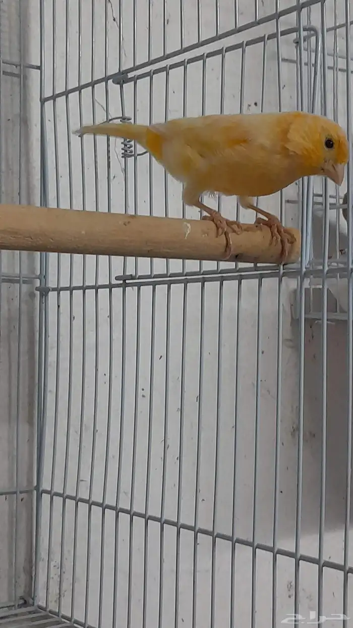 انثى كناري سوري (تم البيع) 3