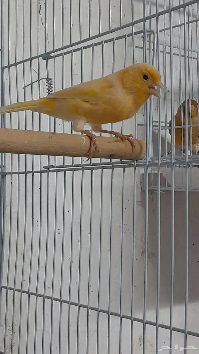 انثى كناري سوري (تم البيع) 2