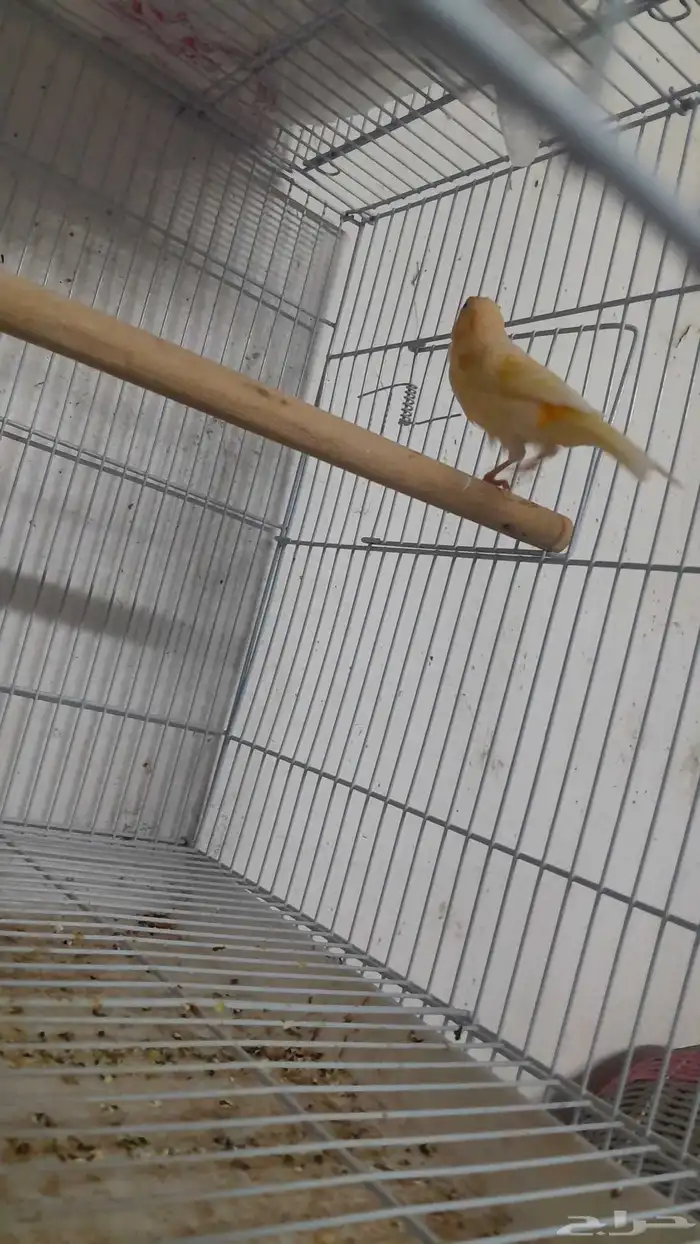 انثى كناري سوري (تم البيع) 7