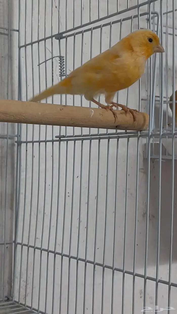 انثى كناري سوري (تم البيع) 6