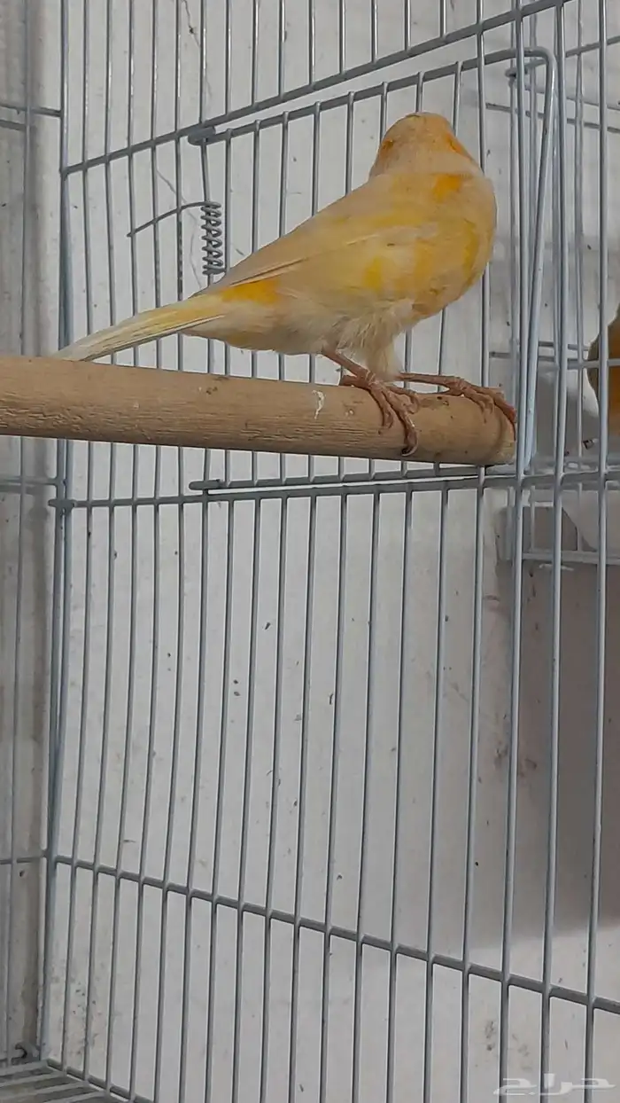 انثى كناري سوري (تم البيع) 5
