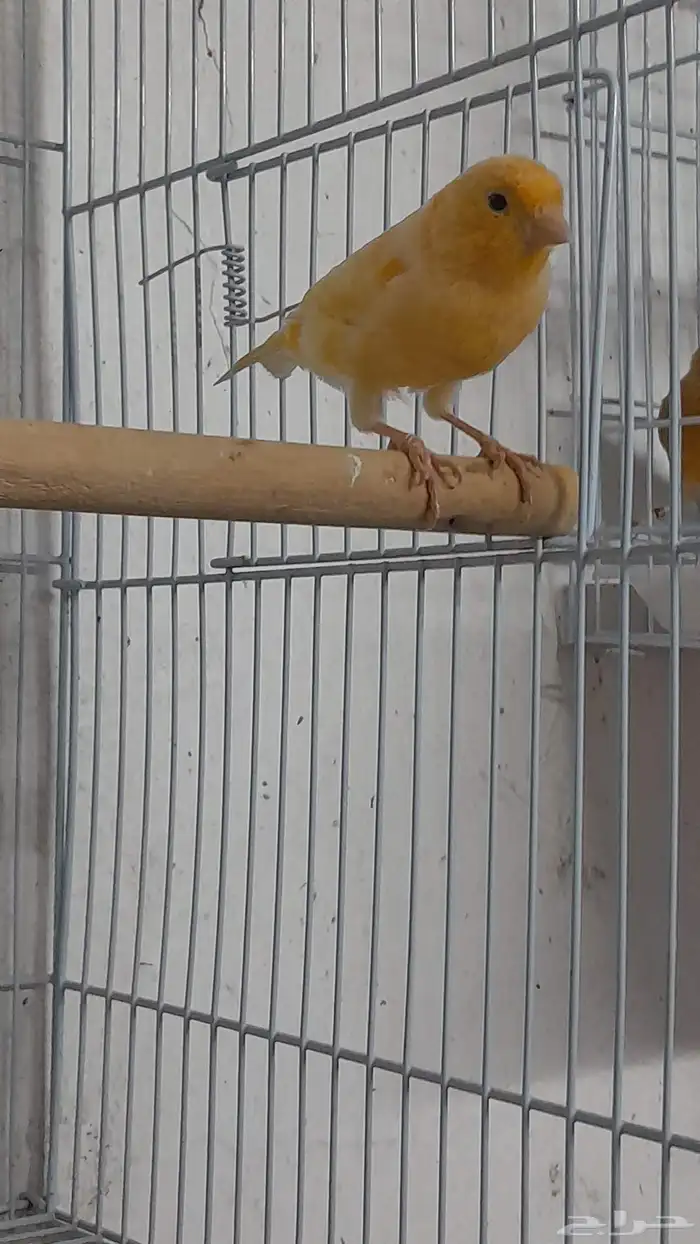 انثى كناري سوري (تم البيع) 4