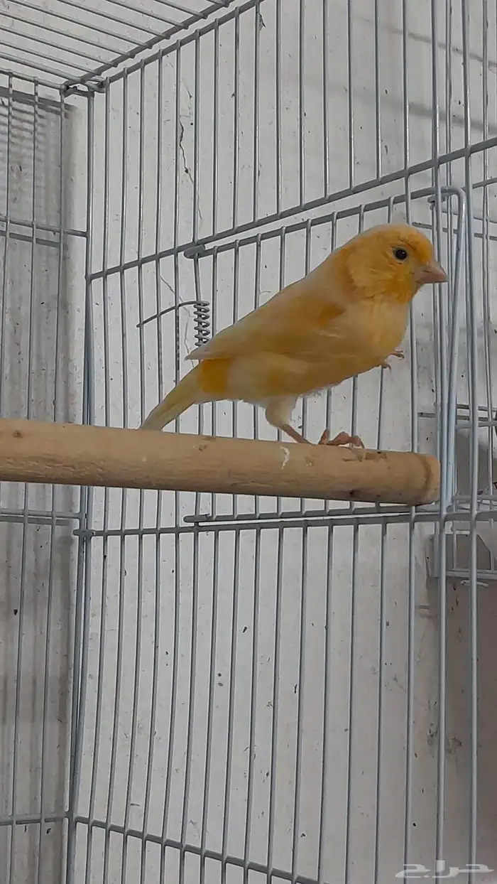 انثى كناري سوري (تم البيع) 0