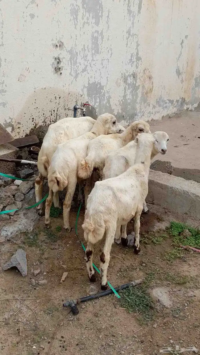 خرفان بلدي للبيع 6