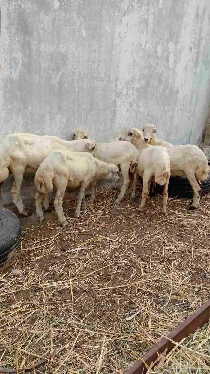 خرفان بلدي للبيع 1
