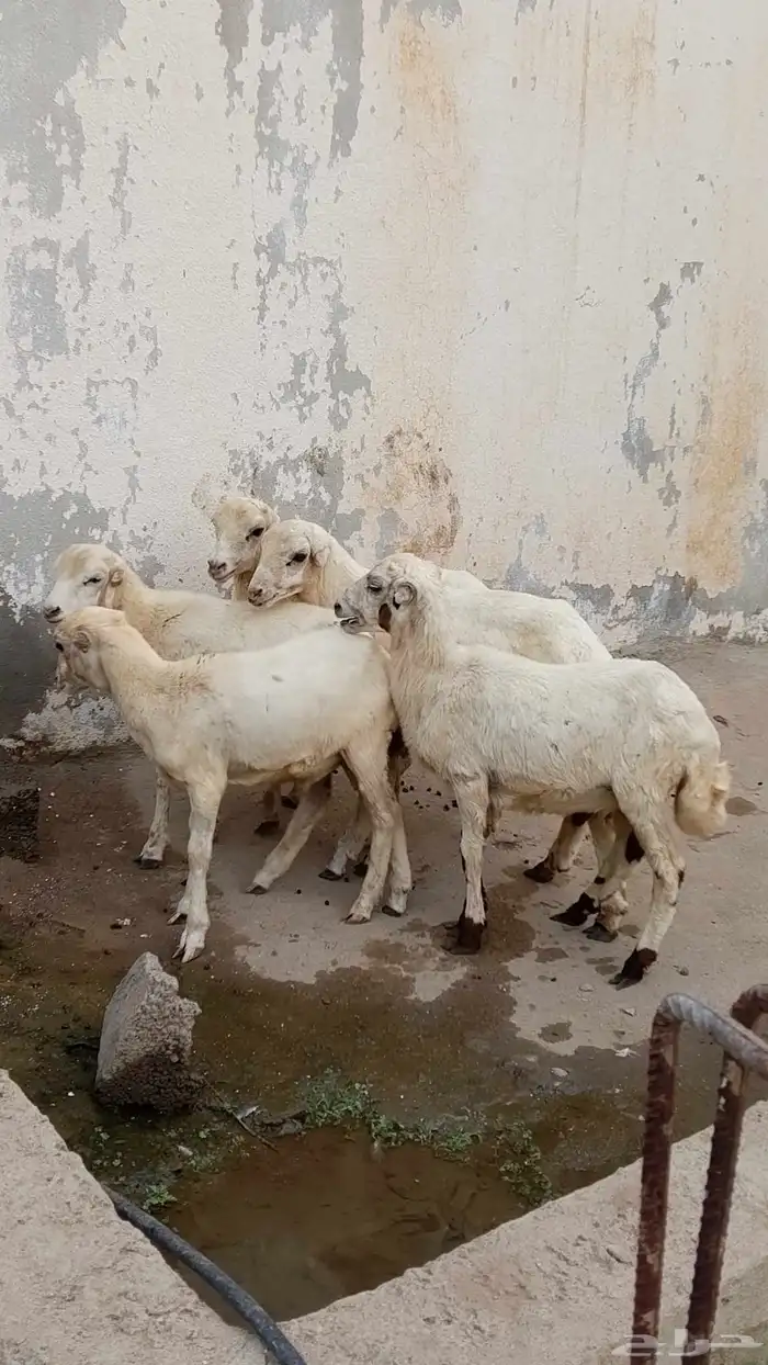 خرفان بلدي للبيع 4
