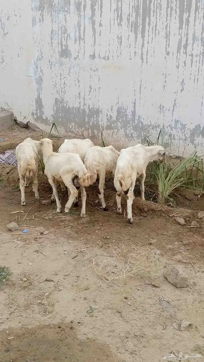 خرفان بلدي للبيع 5