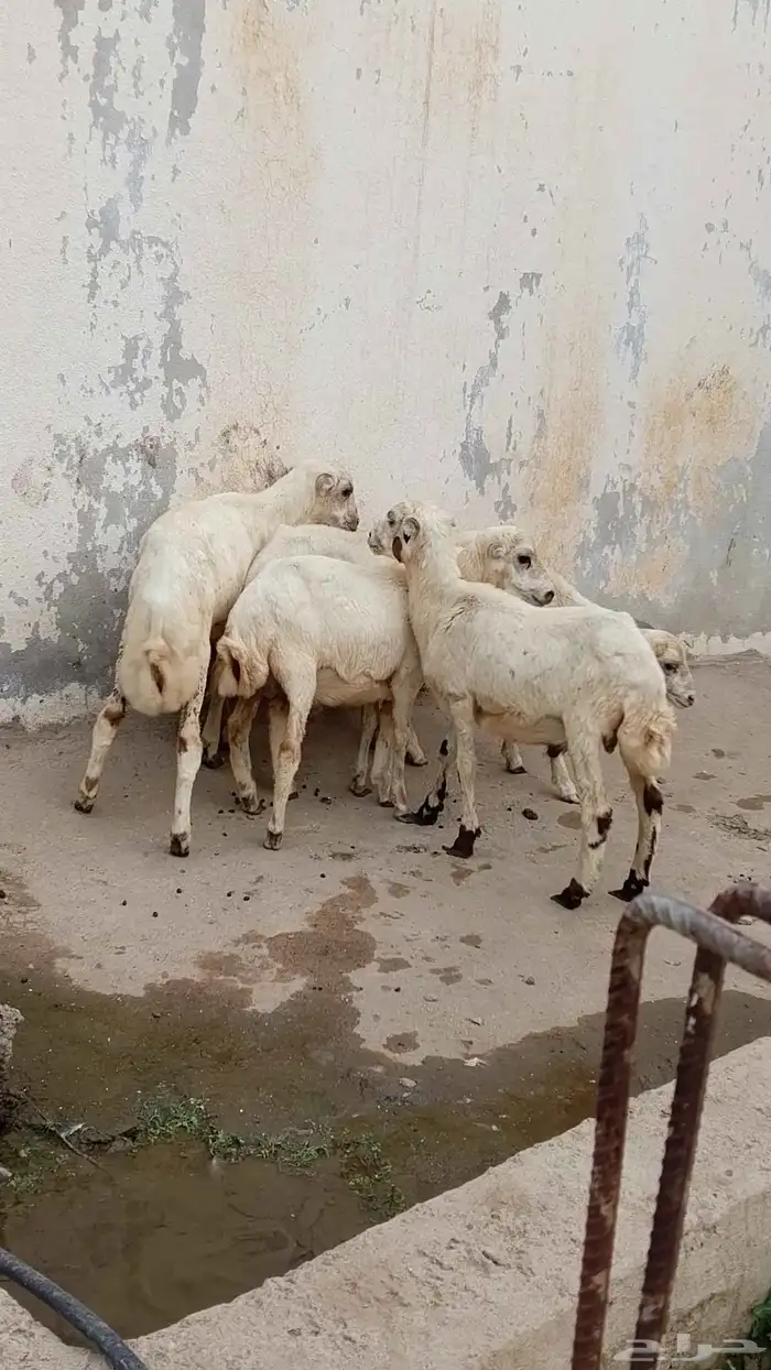خرفان بلدي للبيع 2