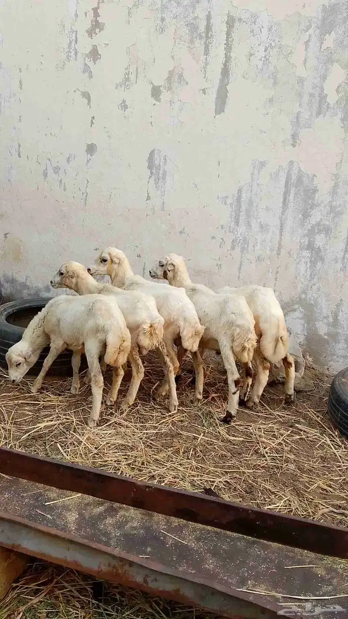 خرفان بلدي للبيع 3