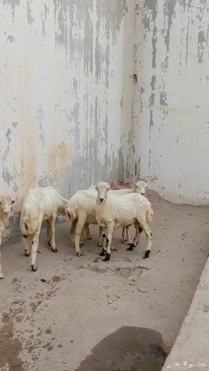 خرفان بلدي للبيع 8