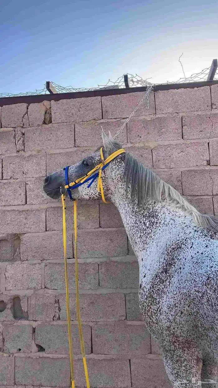 فهد فالكون الحساء للبيع 2