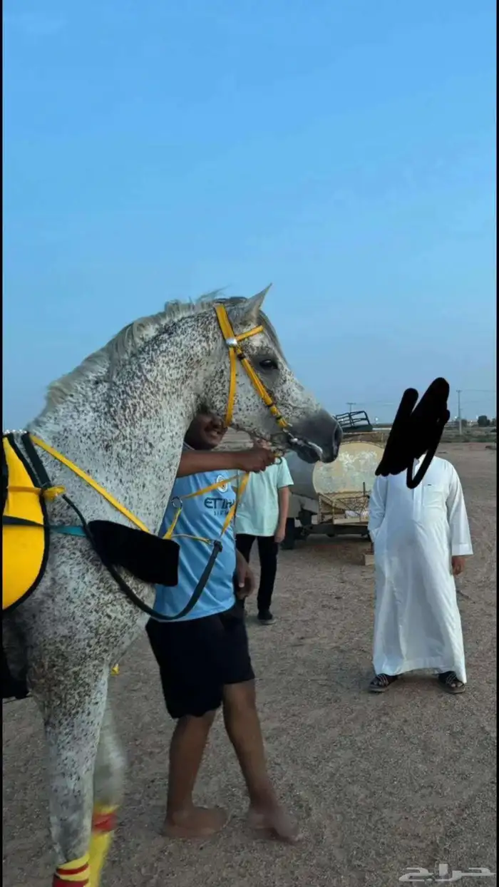 فهد فالكون الحساء للبيع 6