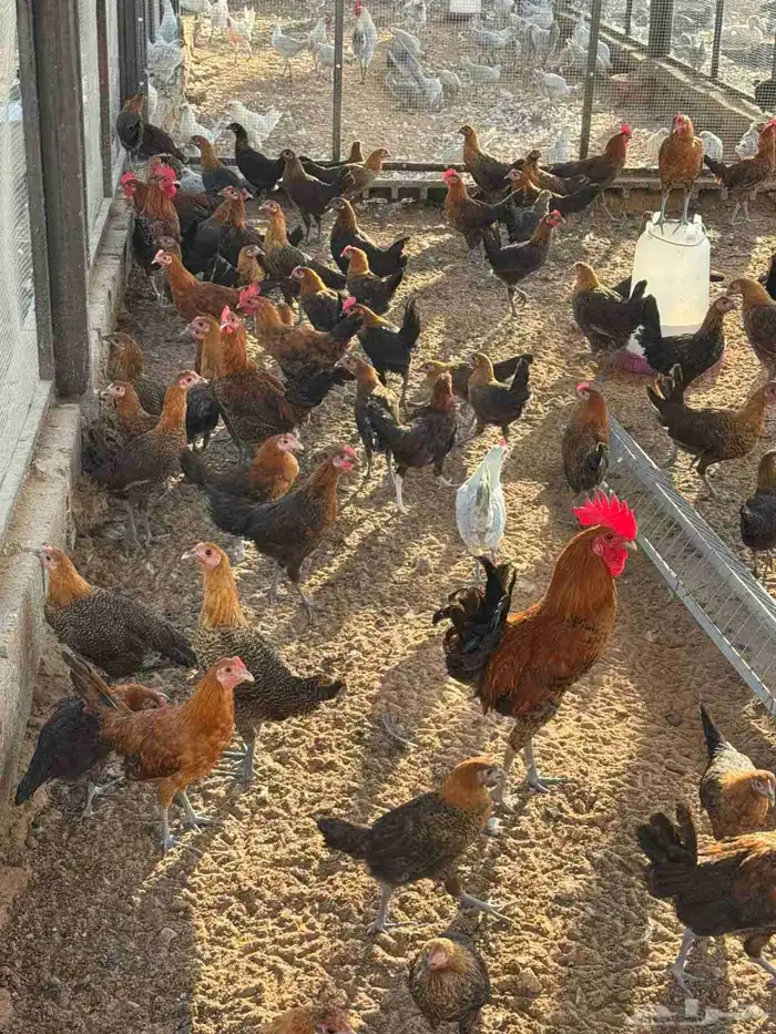 دجاج فيومي عدد100 ودجاج ذهبي عدد150 اعمار من شهرين الي 3شهور 4