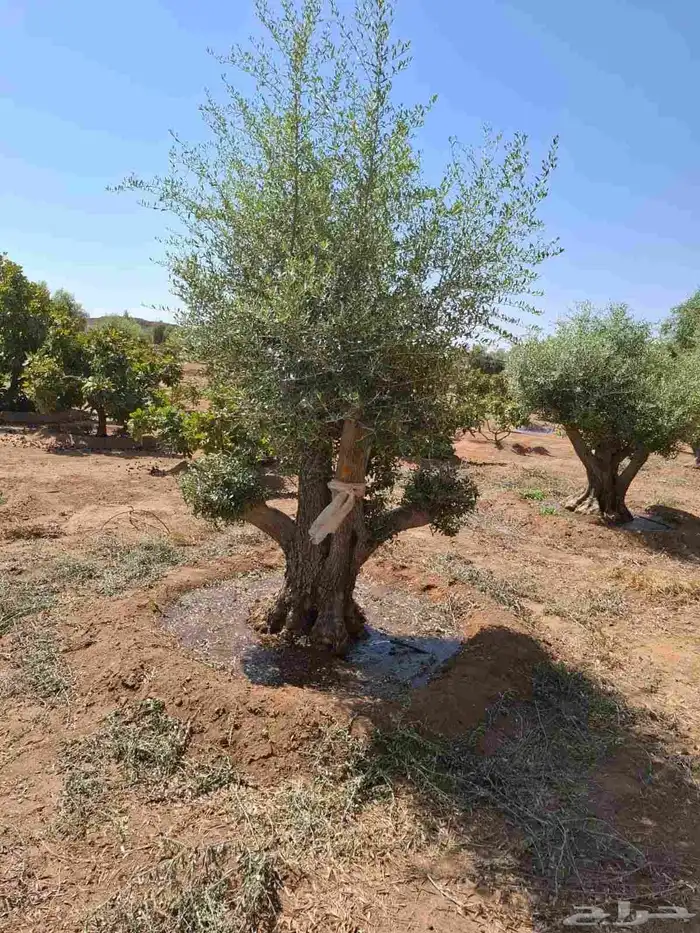 شجرة زيتون معمر 1