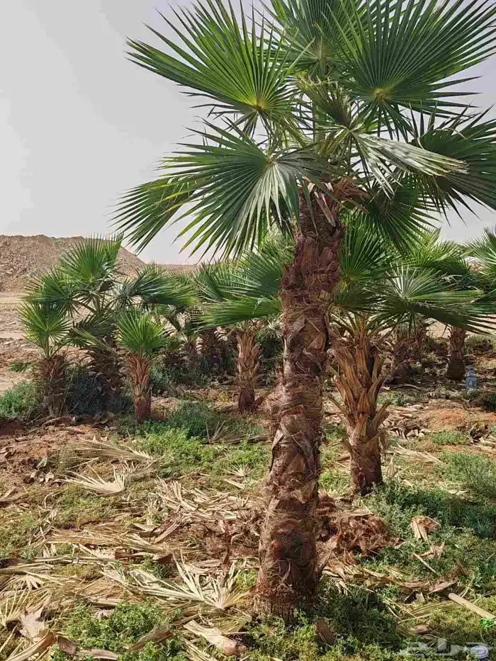 نخيل عربي مثمر ووشنطني زينه للبيع جميع المقاسات متوفرة لدينا 0
