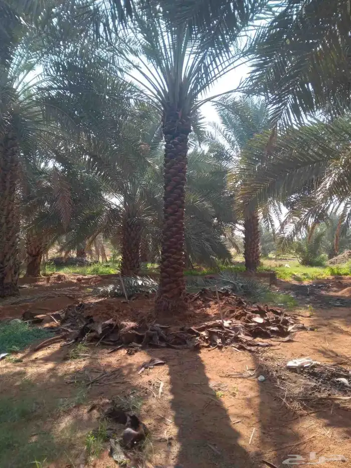 نخل واشنطن زينه ونخل عربي للبيع ع الطلب 2