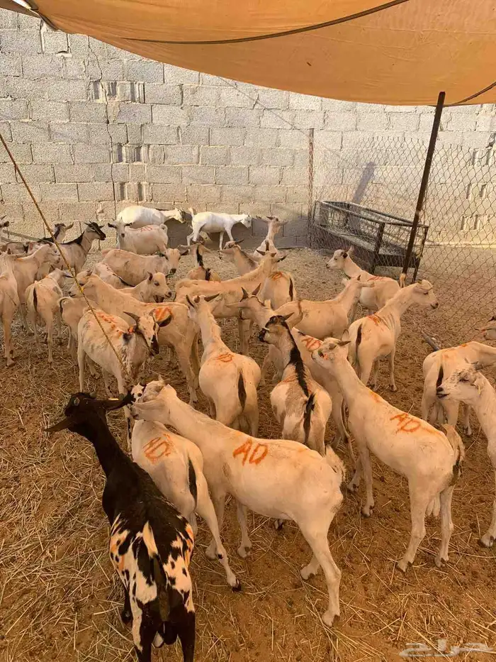 قعدان وتيوس جمله وتفريد مكه الباحه الرياض 7