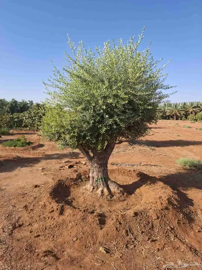 شجرة زيتون معمر 6