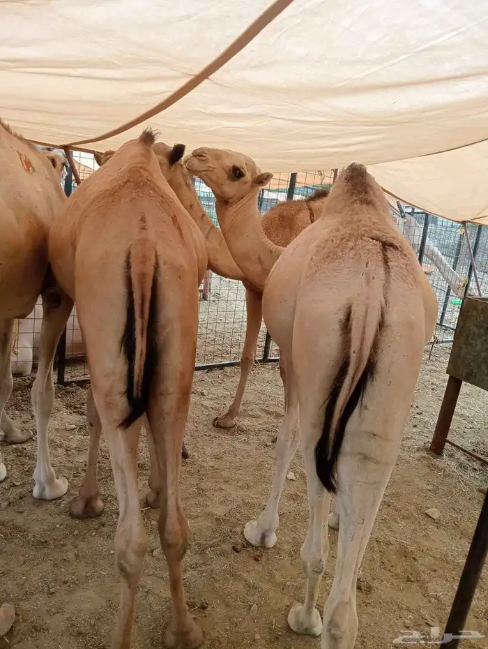 قعدان وتيوس جمله وتفريد مكه الباحه الرياض 0