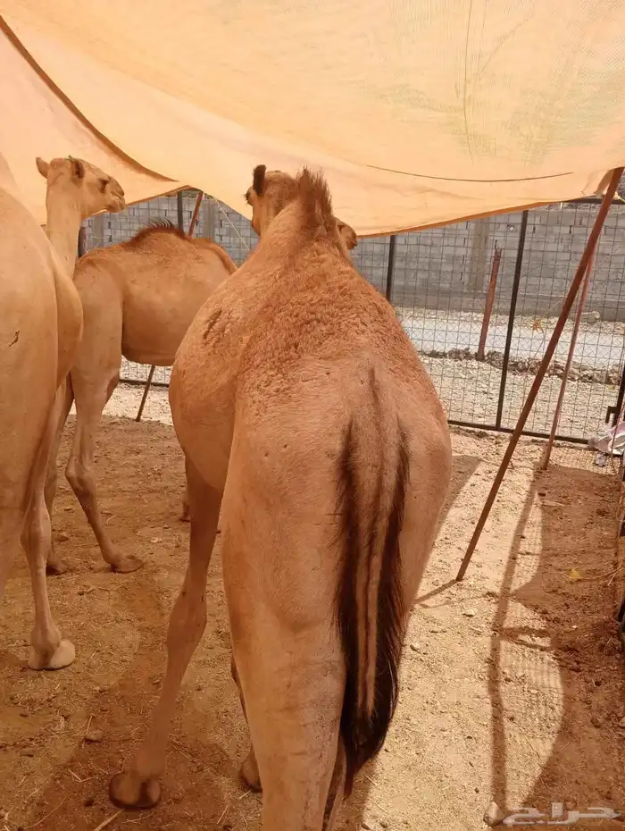 تاجر أو عمدك ملحمة وتدور قعدان طيبة بسعر مناسب موجود طلبك 4