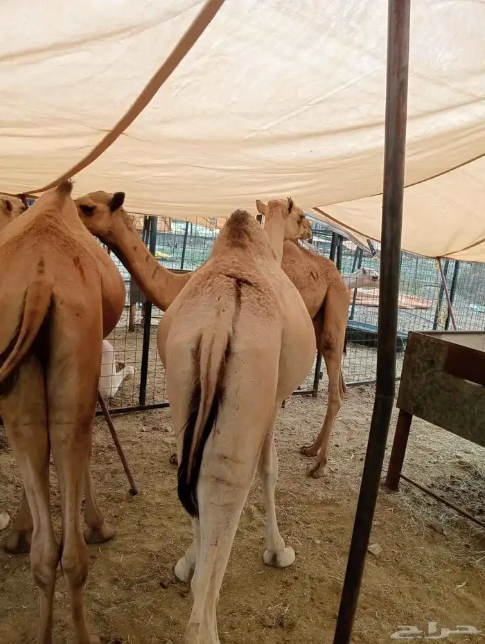 قعدان وتيوس جمله وتفريد مكه الباحه الرياض 3