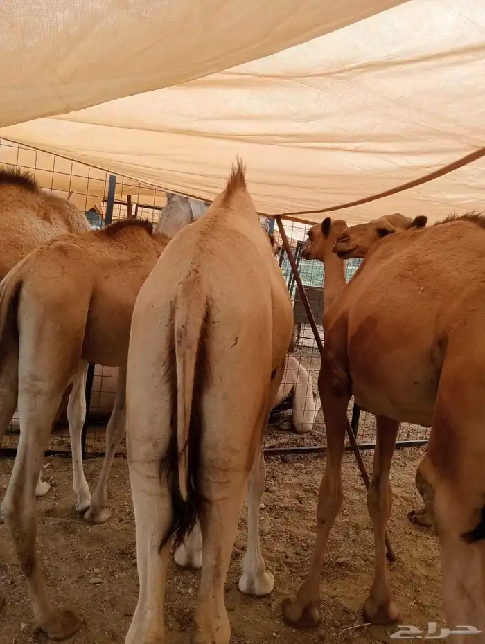 قعدان وتيوس جمله وتفريد مكه الباحه الرياض 5