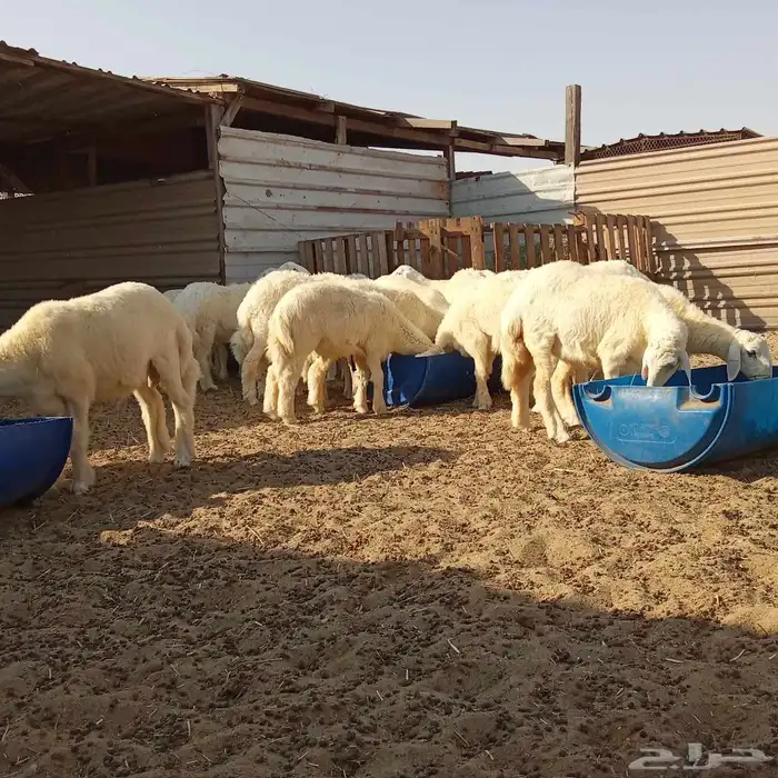 يوجد ذبائح للبيع مع خدمة سلخ وتوصيل لحد الموقع 0