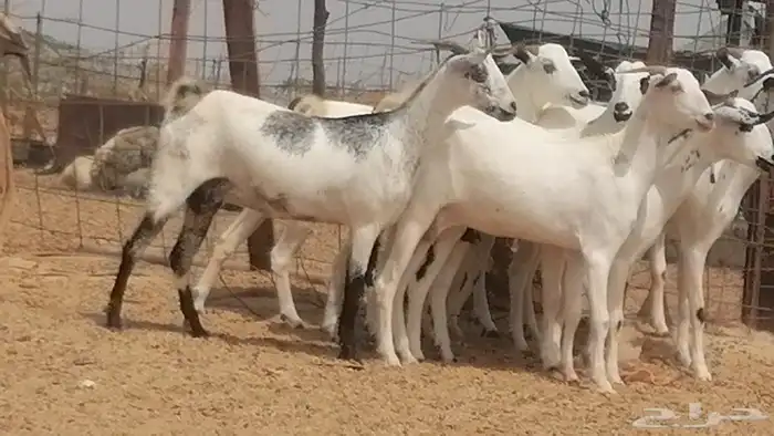 جفار بيشيات صنف فواخر جفرات بيشية كحل زينة 3