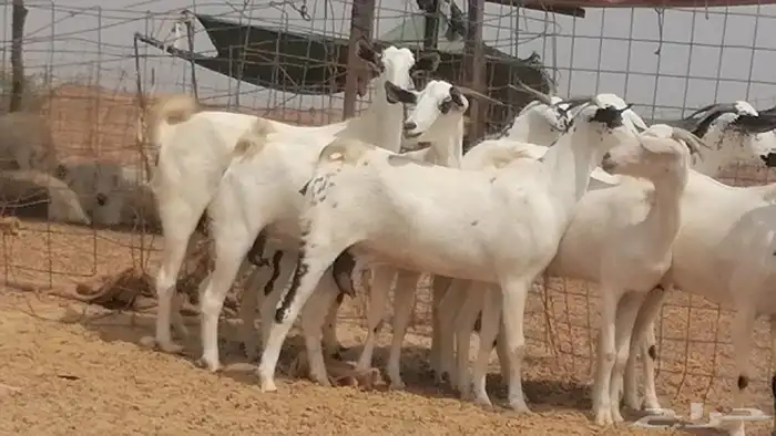 جفار بيشيات صنف فواخر جفرات بيشية كحل زينة 7