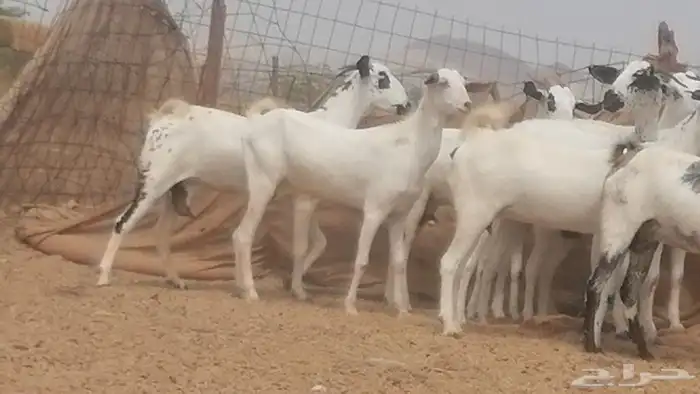 جفار بيشيات صنف فواخر جفرات بيشية كحل زينة 28