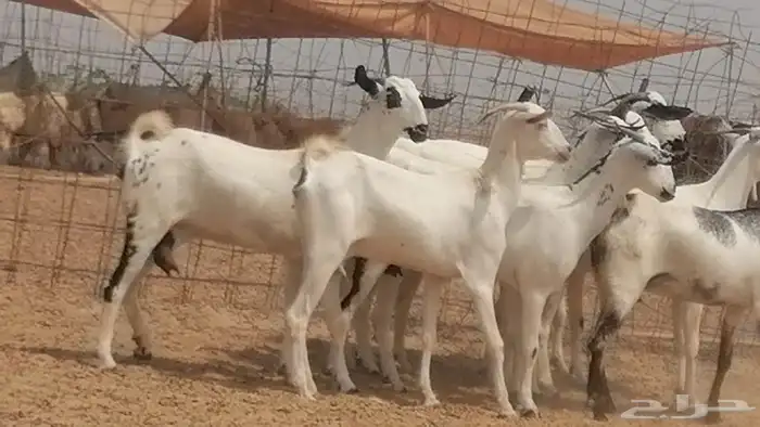 جفار بيشيات صنف فواخر جفرات بيشية كحل زينة 4
