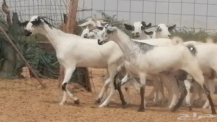 جفار بيشيات صنف فواخر جفرات بيشية كحل زينة 21
