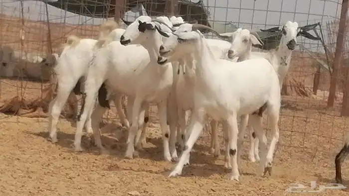 جفار بيشيات صنف فواخر جفرات بيشية كحل زينة 8