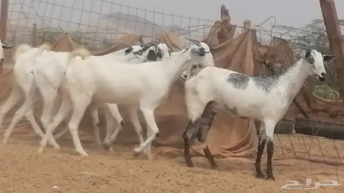 جفار بيشيات صنف فواخر جفرات بيشية كحل زينة 32