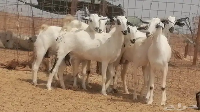 جفار بيشيات صنف فواخر جفرات بيشية كحل زينة 13