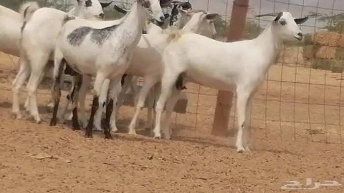 جفار بيشيات صنف فواخر جفرات بيشية كحل زينة 20