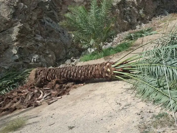 نخل للبيع جده مكه بجميع المقاسات 5