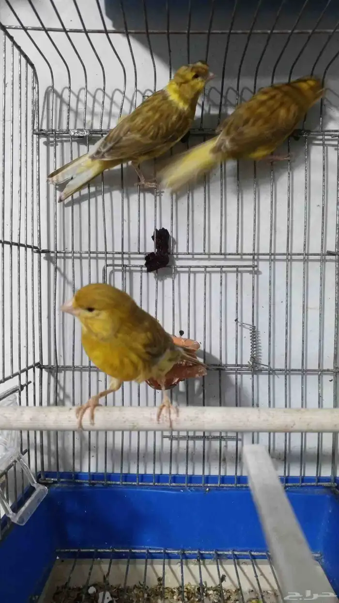 للبيع كناري اناثي 2