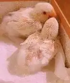 فرخ روز البينو روز لاتينو عيون حمر 2