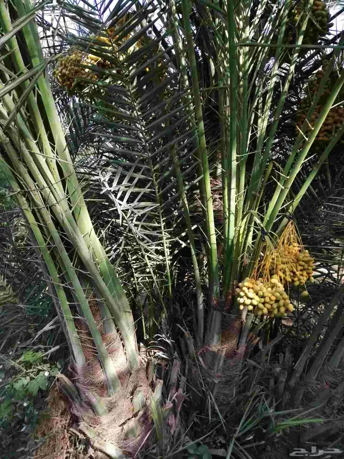 نخل مثمر للبيع سكري صقعي مجدول نخيل واشنطني عجوه خضري عنبر 4