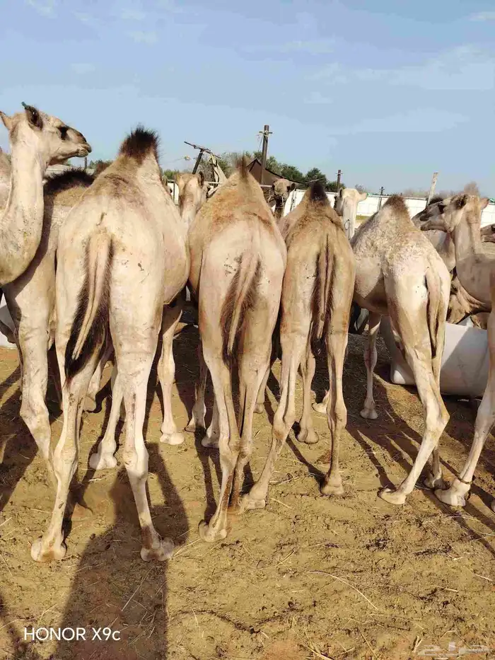 تاجر أو عمدك ملحمة وتدور قعدان طيبة بسعر مناسب موجود طلبك 0
