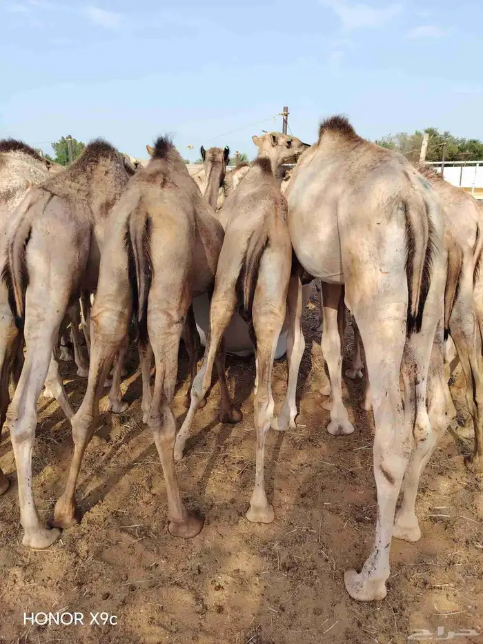 تاجر أو عمدك ملحمة وتدور قعدان طيبة بسعر مناسب موجود طلبك 3
