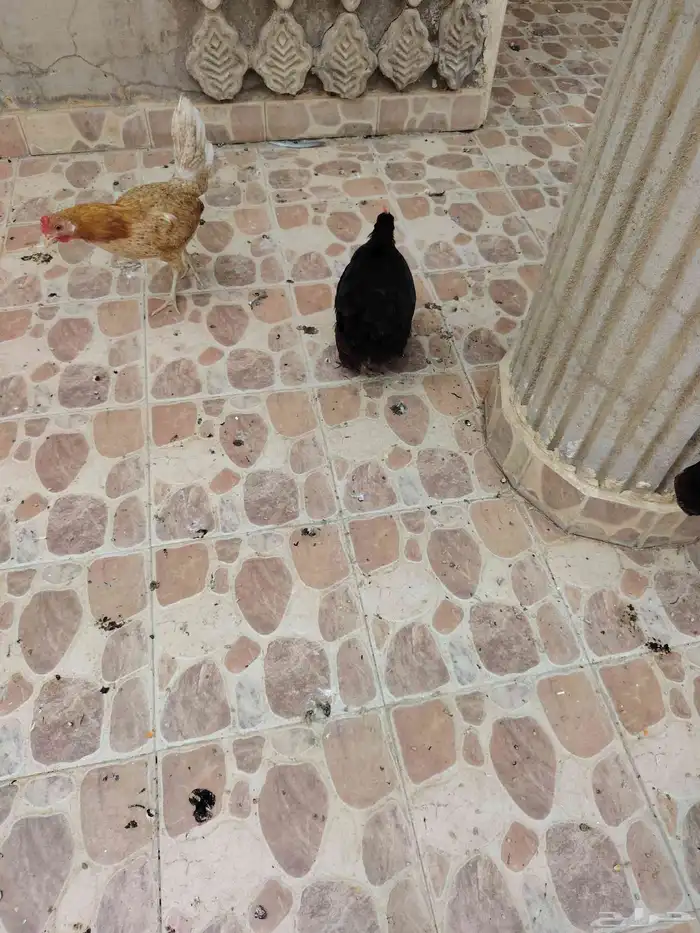 بيع وشراء محتاج 0