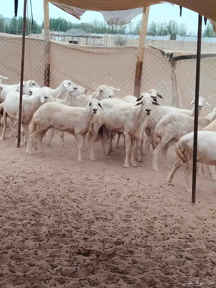 غنم مقاني مواليد ( تم البيع) 4