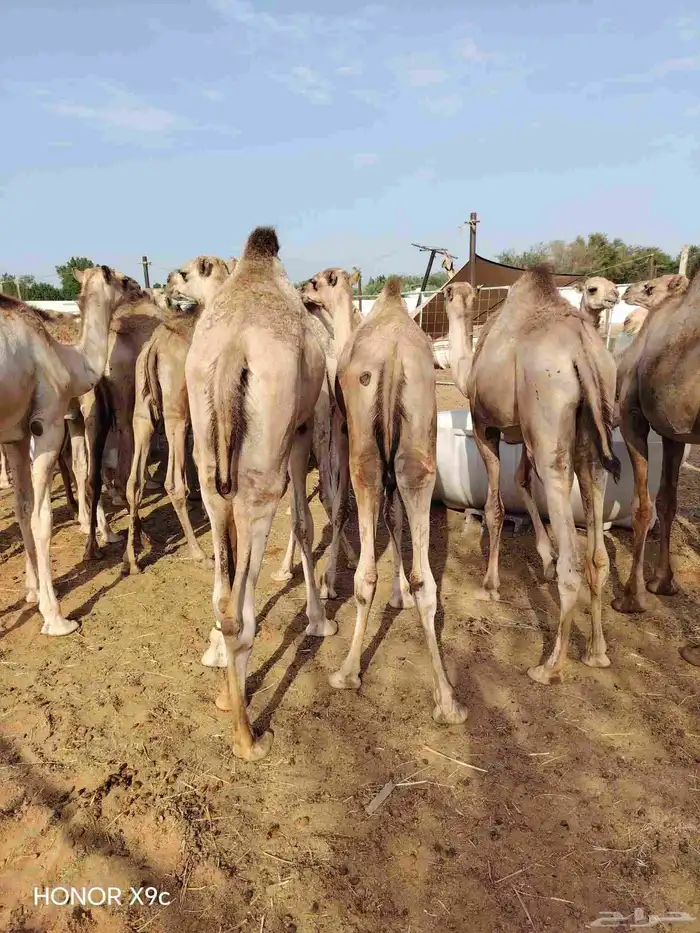 حشو قعدان مفاريد السعر 2850 1