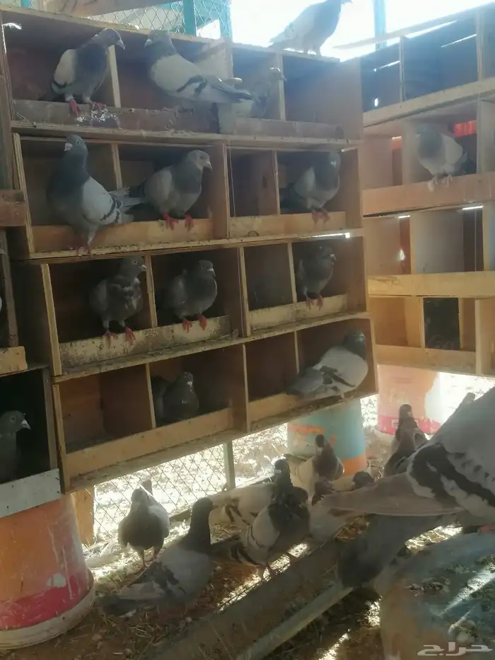 حمام فرنسي ابيض وسلفر 3
