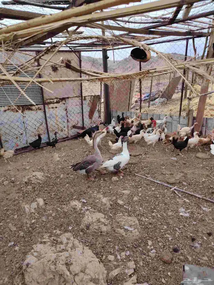 دجاج للبيع بلدي ورومي ووز 2
