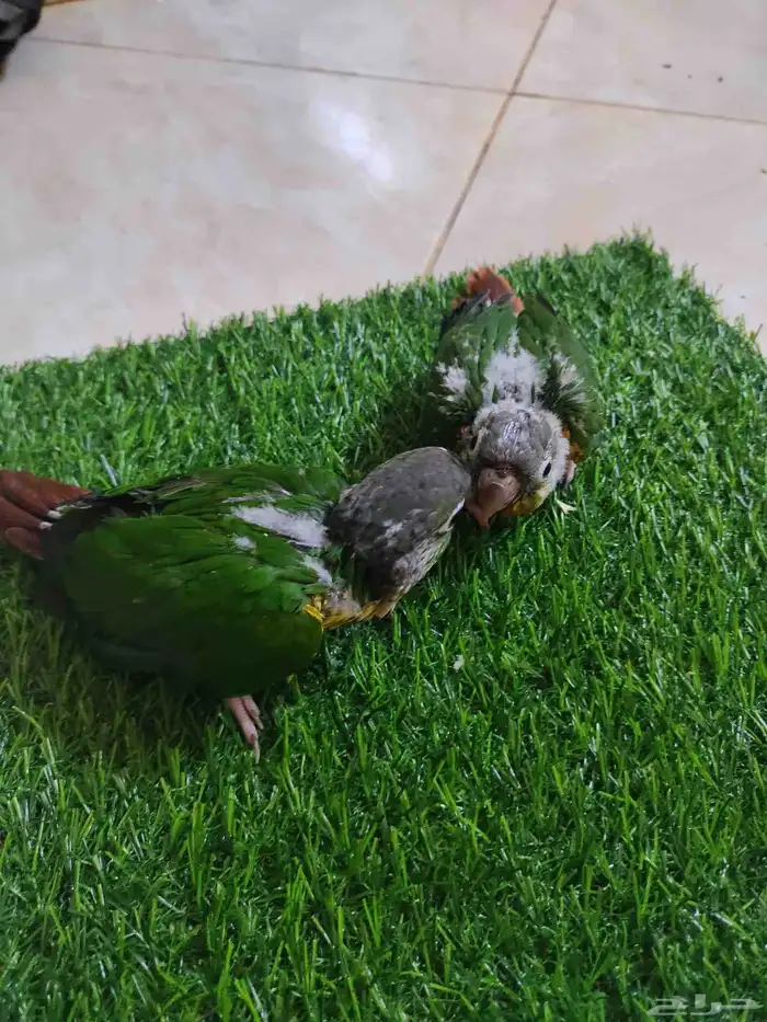 فروخ كنيور 7