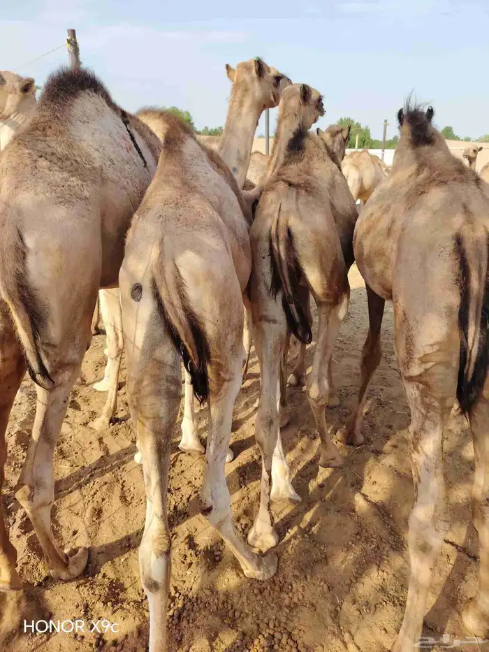 حشو قعدان مفاريد السعر 2850 6