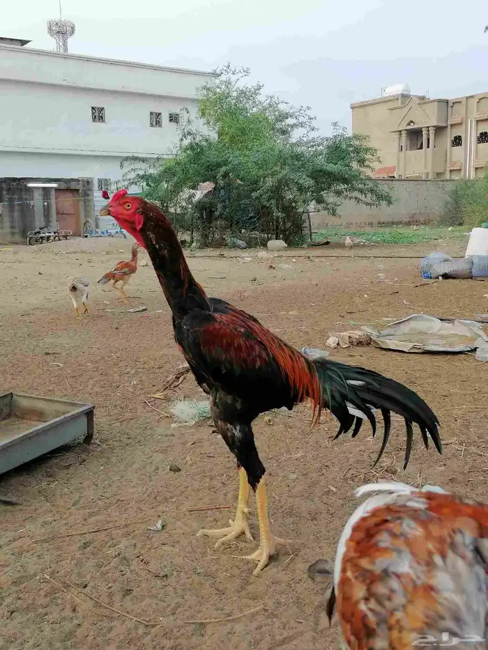 ديك باكستاني سندي اصيل 0